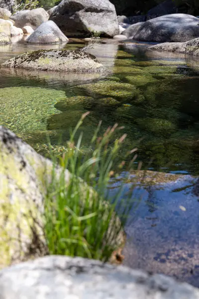 Sığ ve berrak sularda yetişen ince, soluk yeşil su bitkilerinin yakın çekim makro fotoğrafı. Bitkiler ince doku detaylarıyla dikey saplar sergiler..