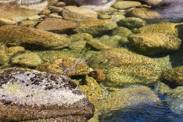 Görüntü, sığ bir su ortamının yakın çekim ve sualtı perspektifini gösteriyor. Kompozisyona çeşitli kaya boyutları ve şekilleri hakim, çeşitli dokular ve renkler, ağırlıklı olarak sessiz yeşiller ve kahverengiler sergiliyor..  