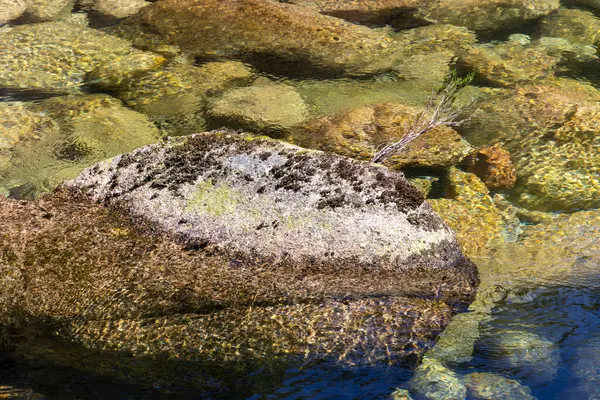 Suya batmış bir kayanın yakın çekim görüntüsü kısmen çeşitli su bitkileri ve alglerle kaplı. Kaya, koyu kahverengi ve yeşilden açık sarı-yeşil renklere varyasyonlarla pürüzlü bir doku sergiler..