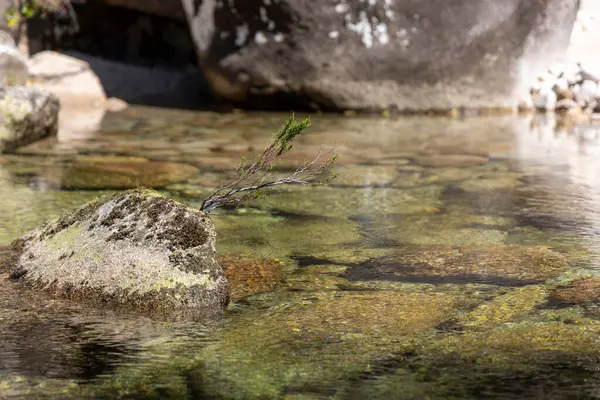Görüntü, sığ bir su kütlesinin yüksek açılı ve yakın bir görüntüsünü sunuyor. Su nispeten berraktır, su altındaki kayaların ve bitki örtüsünün görünürlüğünü sağlar.. 