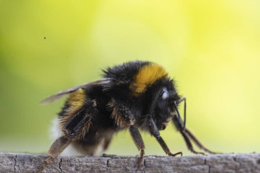 Görüntü dikenli tel bir telin üzerine tünemiş küçük bir kuşu gösteriyor. Kuş keskin bir odak noktasındayken, uzun otların arka planı ve bulanık bir direk yavaşça odaklanır..