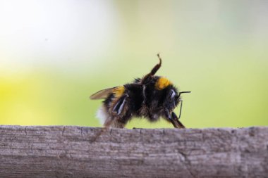 Görüntü dikenli tel bir telin üzerine tünemiş küçük bir kuşu gösteriyor. Kuş keskin bir odak noktasındayken, uzun otların arka planı ve bulanık bir direk yavaşça odaklanır..