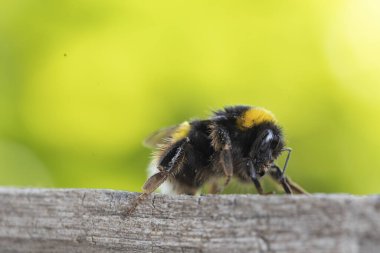 Görüntü dikenli tel bir telin üzerine tünemiş küçük bir kuşu gösteriyor. Kuş keskin bir odak noktasındayken, uzun otların arka planı ve bulanık bir direk yavaşça odaklanır..