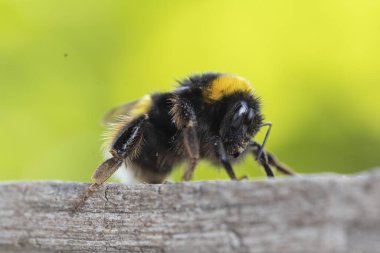 Görüntü dikenli tel bir telin üzerine tünemiş küçük bir kuşu gösteriyor. Kuş keskin bir odak noktasındayken, uzun otların arka planı ve bulanık bir direk yavaşça odaklanır..