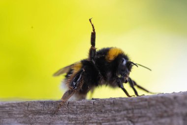 Görüntü dikenli tel bir telin üzerine tünemiş küçük bir kuşu gösteriyor. Kuş keskin bir odak noktasındayken, uzun otların arka planı ve bulanık bir direk yavaşça odaklanır..