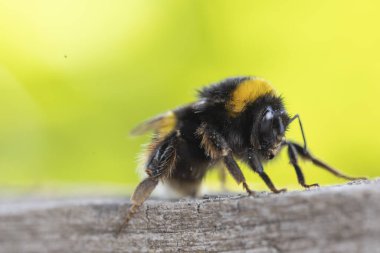 Görüntü dikenli tel bir telin üzerine tünemiş küçük bir kuşu gösteriyor. Kuş keskin bir odak noktasındayken, uzun otların arka planı ve bulanık bir direk yavaşça odaklanır..