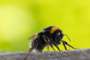 Görüntü dikenli tel bir telin üzerine tünemiş küçük bir kuşu gösteriyor. Kuş keskin bir odak noktasındayken, uzun otların arka planı ve bulanık bir direk yavaşça odaklanır..