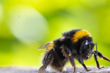 Görüntü dikenli tel bir telin üzerine tünemiş küçük bir kuşu gösteriyor. Kuş keskin bir odak noktasındayken, uzun otların arka planı ve bulanık bir direk yavaşça odaklanır..