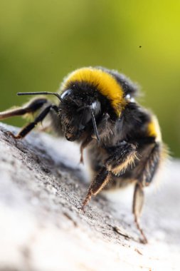 Görüntü dikenli tel bir telin üzerine tünemiş küçük bir kuşu gösteriyor. Kuş keskin bir odak noktasındayken, uzun otların arka planı ve bulanık bir direk yavaşça odaklanır..