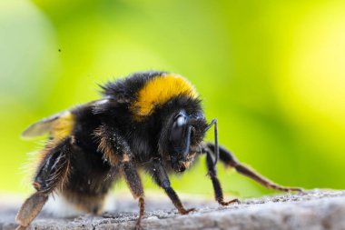 Görüntü dikenli tel bir telin üzerine tünemiş küçük bir kuşu gösteriyor. Kuş keskin bir odak noktasındayken, uzun otların arka planı ve bulanık bir direk yavaşça odaklanır..