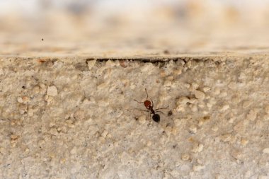 Görüntü dikenli tel bir telin üzerine tünemiş küçük bir kuşu gösteriyor. Kuş keskin bir odak noktasındayken, uzun otların arka planı ve bulanık bir direk yavaşça odaklanır..