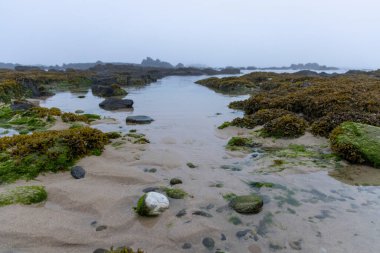 Manzara odaklı bir fotoğraf alçak gelgitte bir kaya havuzunu betimliyor. Ön planda farklı büyüklükte kayalar ve yeşil yosun parçalarıyla kumlu bir sahil var.. 