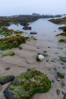 Yüksek açılı, kumlu bir sahile yakın çekim. Yüzeyde çeşitli boyutlarda koyu renkli ve açık renkli taşlar var. Nemli kuma yapışmış yeşil yosun veya yosun parçaları görülebilir..