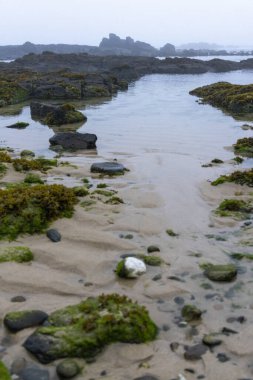 Dalgaların çekildiği kıyı şeridinin yüksek açılı yakın çekimi. Görüntü, kum, koyu renkli kaya ve farklı boyutlarda çakıl taşları ve yeşil yosun veya alg parçalarının karışımını gösteriyor.. 