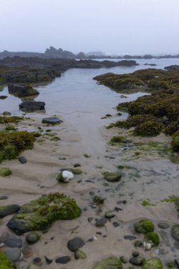 Yüksek açılı, kıyı manzarasına yakın çekim. Görüntü, deniz yosunlarıyla kaplı kayaların arasına kurulmuş küçük bir gelgit havuzu gösteriyor. Açık renkli kum havuzun etrafını sarar, küçük taşlarla karışır..