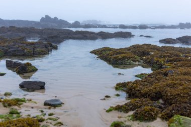 Görüntü dalgaların çekildiği bir dizi kaya havuzunun hakim olduğu sakin bir kıyı sahnesini gösteriyor. Su sakin ve sığ görünüyor, gri gökyüzünü yansıtıyor. Koyu kayalar ve yosun veya yosun parçaları..