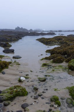 Görüntü dalgaların çekildiği yerde sığ bir gelgit havuzu gösteriyor. Havuz koyu yeşil deniz yosunları veya algler tarafından çevrelenmiştir. Açık renkli kum havuzun kenarlarından görülebilir.. 