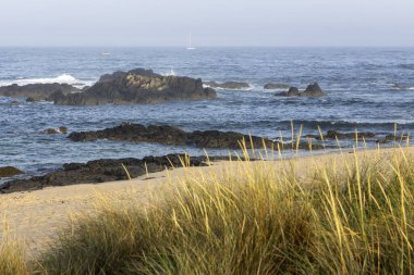 Görüntü bir kıyı manzarasını gösteriyor. Ön planda uzun, altın renkli sahil otları yer almaktadır. Orta planda, koyu renkli kayalar kısmen okyanus suyuna batmıştır. Arka plan sakin bir okyanustur.