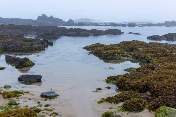 Görüntü dalgaların çekildiği bir dizi kaya havuzunun hakim olduğu sakin bir kıyı sahnesini gösteriyor. Su sakin ve sığ görünüyor, gri gökyüzünü yansıtıyor. Koyu kayalar ve yosun veya yosun parçaları..