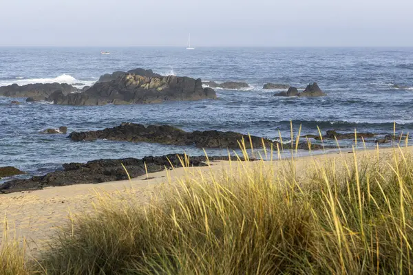 Görüntü bir kıyı manzarasını gösteriyor. Ön planda uzun, altın renkli sahil otları yer almaktadır. Orta planda, koyu renkli kayalar kısmen okyanus suyuna batmıştır. Arka plan sakin bir okyanustur.
