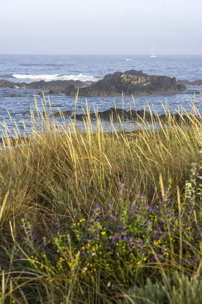 Ön planda hüküm süren uzun, altın renkli otların yakın plan çekimi. Çimenler keskin bir odak noktasında, renk ve dokuda çeşitlilik gösteriyor. Bulanık bir su kütlesi görülebilir.