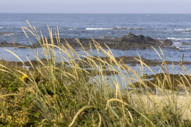 Ön planda uzun plaj çimlerinin yakın plan çekimi, sarımsı yeşil bir renk sergiliyor. Çimenler hafif rüzgârlı, değişik büyüme yönlerini gösteriyor.. 