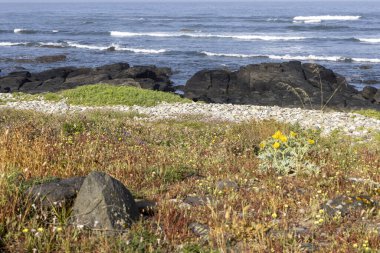 Görüntü, kayalık bir kıyısı ve bitkileri olan bir kıyı manzarasını gösteriyor. Ön planda kuru, bronz renkli otlar ve kır çiçekleri var.. 