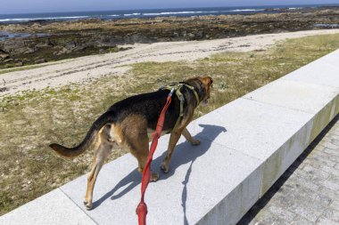 Görüntü orta boylu, kısa saçlı kahverengi ve siyah paltolu bir köpeğin uzun ve alçak beton bir duvarda yürüdüğünü gösteriyor. Köpeğin kırmızı bir tasması var. Arka plan yamalı çimenleri gösteriyor.