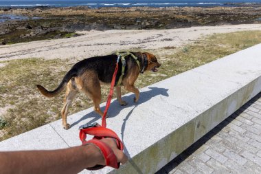 Görüntü orta büyüklükte, ağırlıklı olarak koyu kahverengi ve bronz bir ceketle açık gri bir beton duvarda yürüyen bir köpeği gösteriyor. Köpek tasmalı, ve bir insanın elinin bir kısmı kırmızı tasmalı.