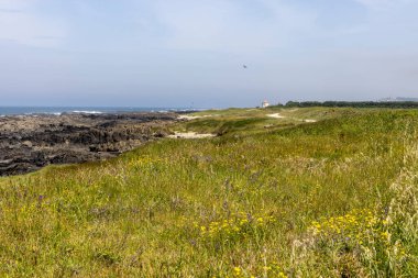 Görüntü, bir sahil otlağının panoramik manzarasını gösteriyor. Ön planda küçük kır çiçekleriyle karışmış yeşil ve sarı renklerin farklı tonlarında uzun otlar var.. 