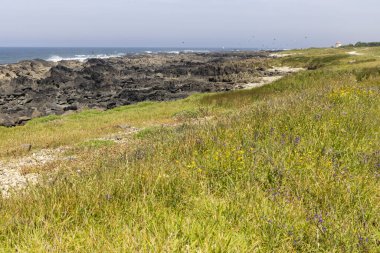 Görüntü, kıyı manzarasının panoramik bir görüntüsünü gösteriyor. Ön planda uzun, sarı-yeşil otların hakim olduğu bir alan var. Otlağın ötesinde, karanlık, kayalık bir kıyı şeridi sakin bir okyanusa uzanıyor.