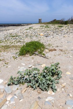 Yüksek açılı, kumlu zeminde yetişen yeşil kıyı bitkilerinin arasına kısmen gizlenmiş bir kertenkelenin yakın plan görüntüsü. Kertenkelenin renklendirmesi kum ve bitkilerle harmanlanır.
