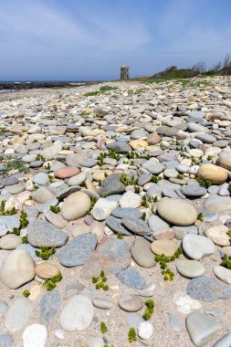 Yüksek açılı, zemin yüzeyinin yakın görüntüsü yoğun bir şekilde çeşitli boyutlarda, düzensiz şekilli çakıl taşları ve sessiz bej, gri ve kahverengi tonlarda taşlarla kaplı. Küçük yeşil bitkiler seyrektir.