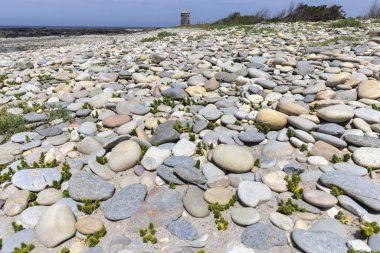 Yüksek açılı, çakıl taşı plajının yakın görüntüsü. Resim, gri, beyaz ve sessiz renklerde çeşitli boyutlarda, pürüzsüz yuvarlak çakıl taşlarının yoğun bir koleksiyonunu gösteriyor. Küçük yeşil bitkiler filizleniyor