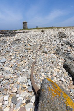 Yüksek açılı, daha çok küçük, açık gri ve bej çakıl taşları ve taşlardan oluşan bir sahilin yakın görüntüsü. Koyu kahverengi bir tahta parçası çerçeve boyunca çapraz olarak uzanır..