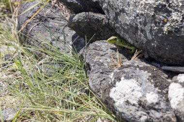 Koyu gri volkanik kayalar ve açık yeşil çimenlerin arasına kısmen gizlenmiş küçük, yeşil bir kertenkelenin yakın plan fotoğrafı. Kertenkele sadece kısmen görülebilir, kamuflaj öneriyor.. 