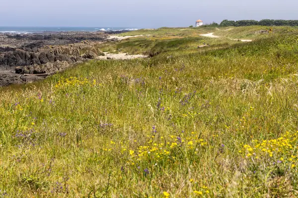 Görüntü, kıyı otlaklarının manzaraya yönelik bir fotoğrafını gösteriyor. Ön planda çeşitli otlar ve sarı kır çiçekleri hakim. Kayalık bir kıyı şeridi ve okyanus görünür..