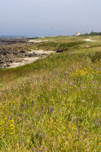 Görüntü yüksek açılı, sığ bir derenin yanındaki çayır görüntüsünü gösteriyor. Çayır ağırlıklı olarak çeşitli otlardan ve yeşil ve sarı tonlarda kır çiçeklerinden oluşur..  