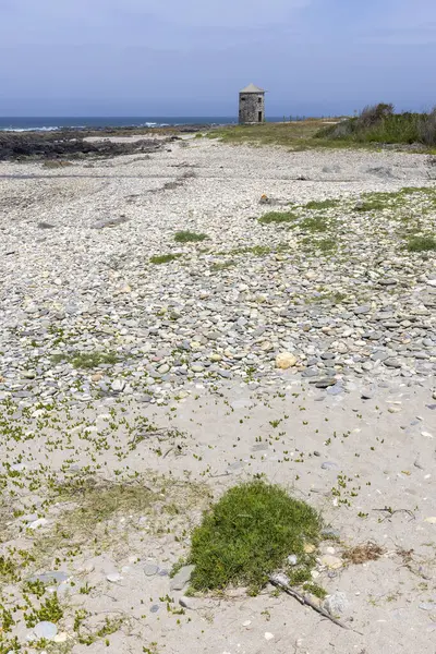 Küçük deniz kabukları ve çakıl taşlarıyla kaplı kumlu bir yüzeye yakından bakın. Kum açık bej renktedir ve kabuklar ağırlıklı olarak açık beyaz ve açık gri renktedir. Küçük yeşil bölgeler