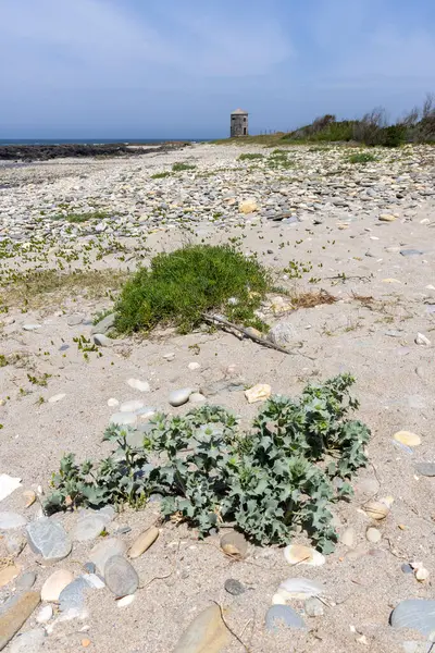 Yüksek açılı, kumlu zeminde yetişen yeşil kıyı bitkilerinin arasına kısmen gizlenmiş bir kertenkelenin yakın plan görüntüsü. Kertenkelenin renklendirmesi kum ve bitkilerle harmanlanır.