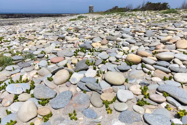 Yüksek açılı, çakıl taşı plajının yakın görüntüsü. Resim, gri, beyaz ve sessiz renklerde çeşitli boyutlarda, pürüzsüz yuvarlak çakıl taşlarının yoğun bir koleksiyonunu gösteriyor. Küçük yeşil bitkiler filizleniyor