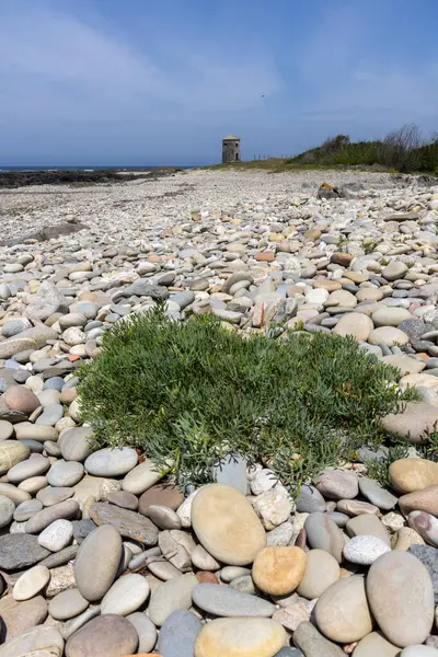 Geniş, açık gri ve beyaz çakıl taşlarının yoğun bir koleksiyonu arasında büyüyen küçük, yeşil ve gür bir bitkinin yüksek açılı, yakın çekim görüntüsü. Çerçevenin büyük bir kısmını çakıl taşları kaplıyor.