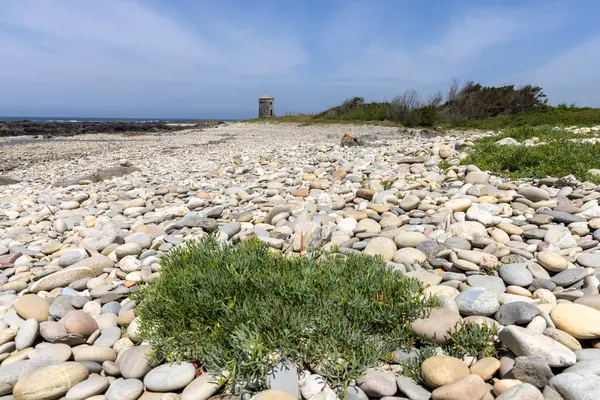 Görüntü, bir çakıl taşı plajının geniş panoramik manzarasını gösteriyor. Ön taraf çeşitli boyutlarda açık renkli çakıl taşları ve sürüklenen ağaç parçalarıyla yoğun bir şekilde kaplıdır. Alçak yeşil bitki örtüleri