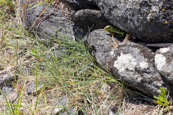 Koyu, kaba dokulu volkanik kayaların arasında büyüyen küçük yeşil çimlerin yakın plan çekimi. Kayalar ağırlıklı olarak koyu gri ve siyahtır ve bazı bölgelerde daha açık, beyaz yamalar görülür..