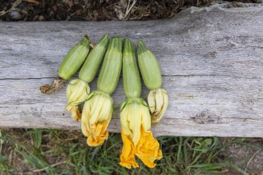 Yüksek açılı, dört küçük, açık yeşil kabak yakın çekim ve onların eşlik eden sarı çiçekleri yıpranmış gri ahşap bir yüzey üzerinde sıralanmış.