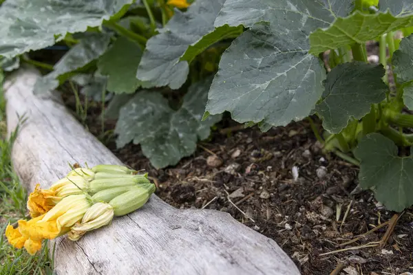 Yükseltilmiş bir bahçe yatağında büyüyen genç kabak bitkilerinin yakın görüntüsü. Görüntü birkaç küçük kabak meyvesinin yanı sıra canlı sarı çiçekleri gösteriyor. Bitkilerin büyük, koyu yeşil yaprakları var..