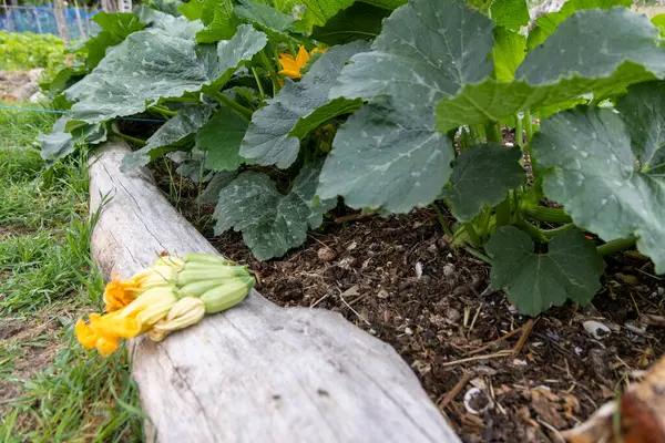 Bir kütüğün bir bölümünden inşa edilmiş, yükseltilmiş bir bahçe yatağında büyüyen kabak bitkisinin yakın plan çekimi. Bitki geniş, dökülen yeşil yapraklar ve birkaç sarı çiçek sergiliyor..