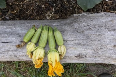 Yüksek açılı, küçük bir demet açık yeşil, olgunlaşmamış kabak kabağı gri tonlu ahşap bir yüzey üzerinde yatıyor. Kabaklar bir araya toplanmış, gövdelerine yapışık..