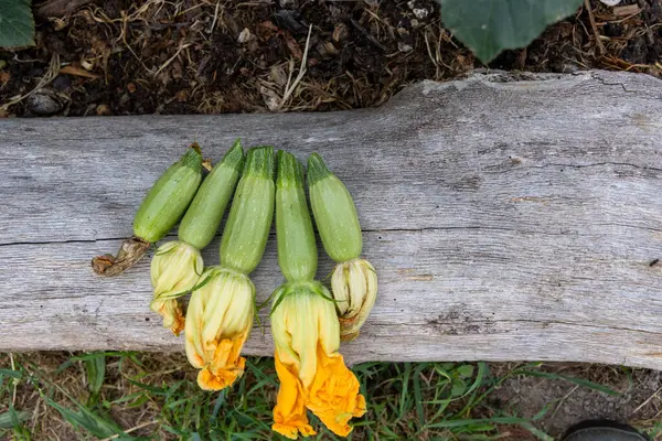 Yüksek açılı, küçük bir demet açık yeşil, olgunlaşmamış kabak kabağı gri tonlu ahşap bir yüzey üzerinde yatıyor. Kabaklar bir araya toplanmış, gövdelerine yapışık..