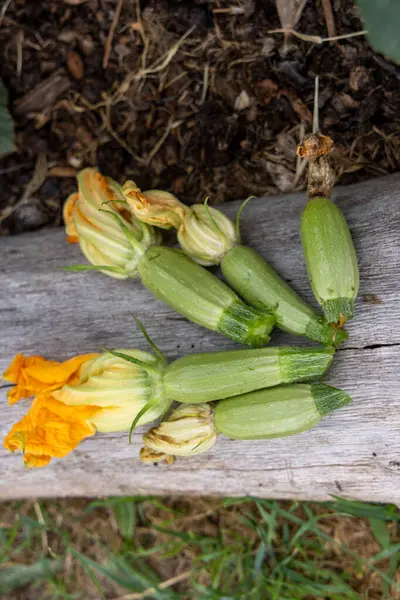 Birkaç küçük, açık yeşil kabağın yakın plan fotoğrafı ve sarı çiçekleri var. Kabak ve çiçekler yıpranmış gri ahşap bir yüzeye dizilmiştir. Görüntü keskin bir şekilde odaklanmış..